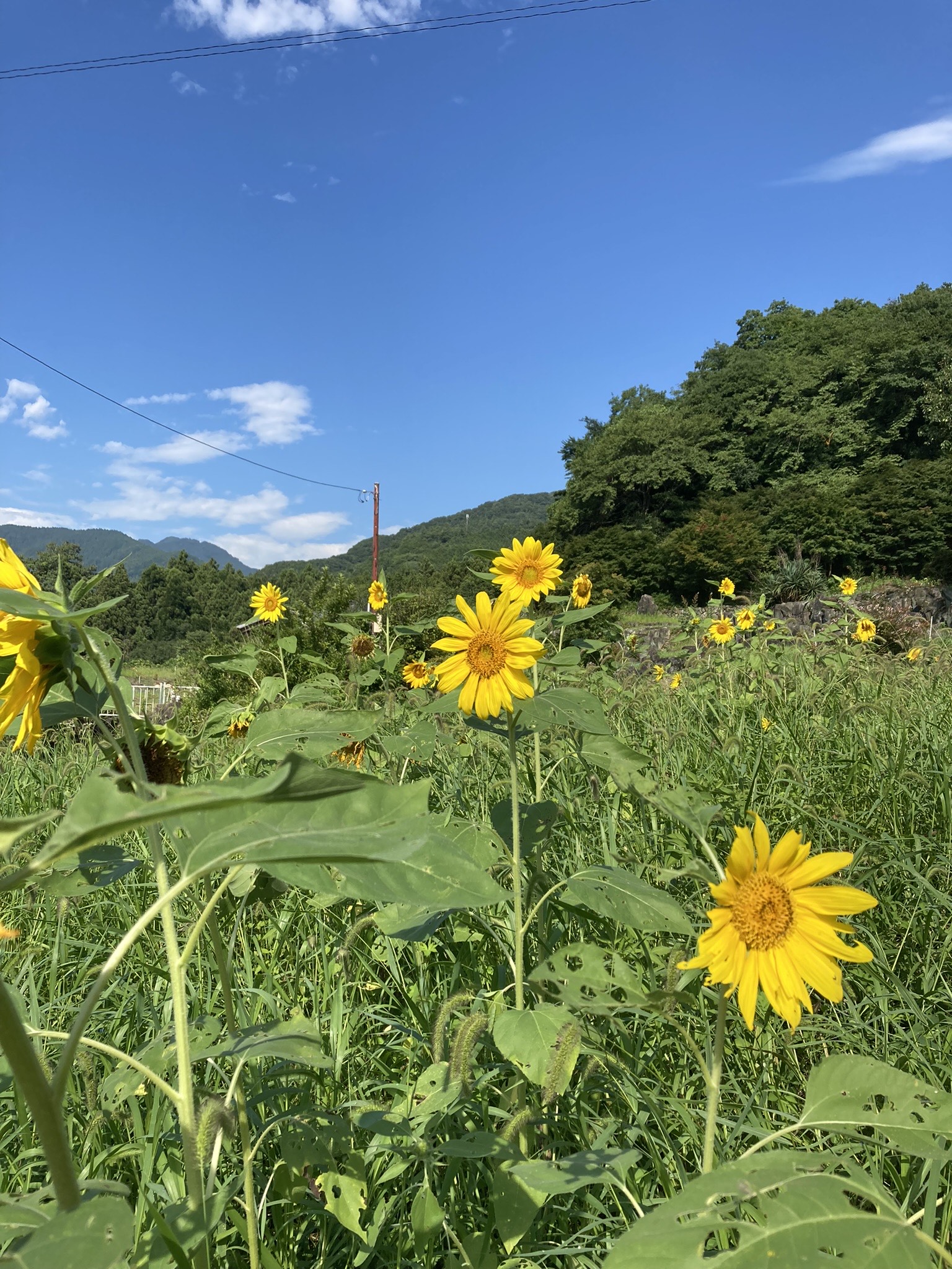 青空とひまわり
