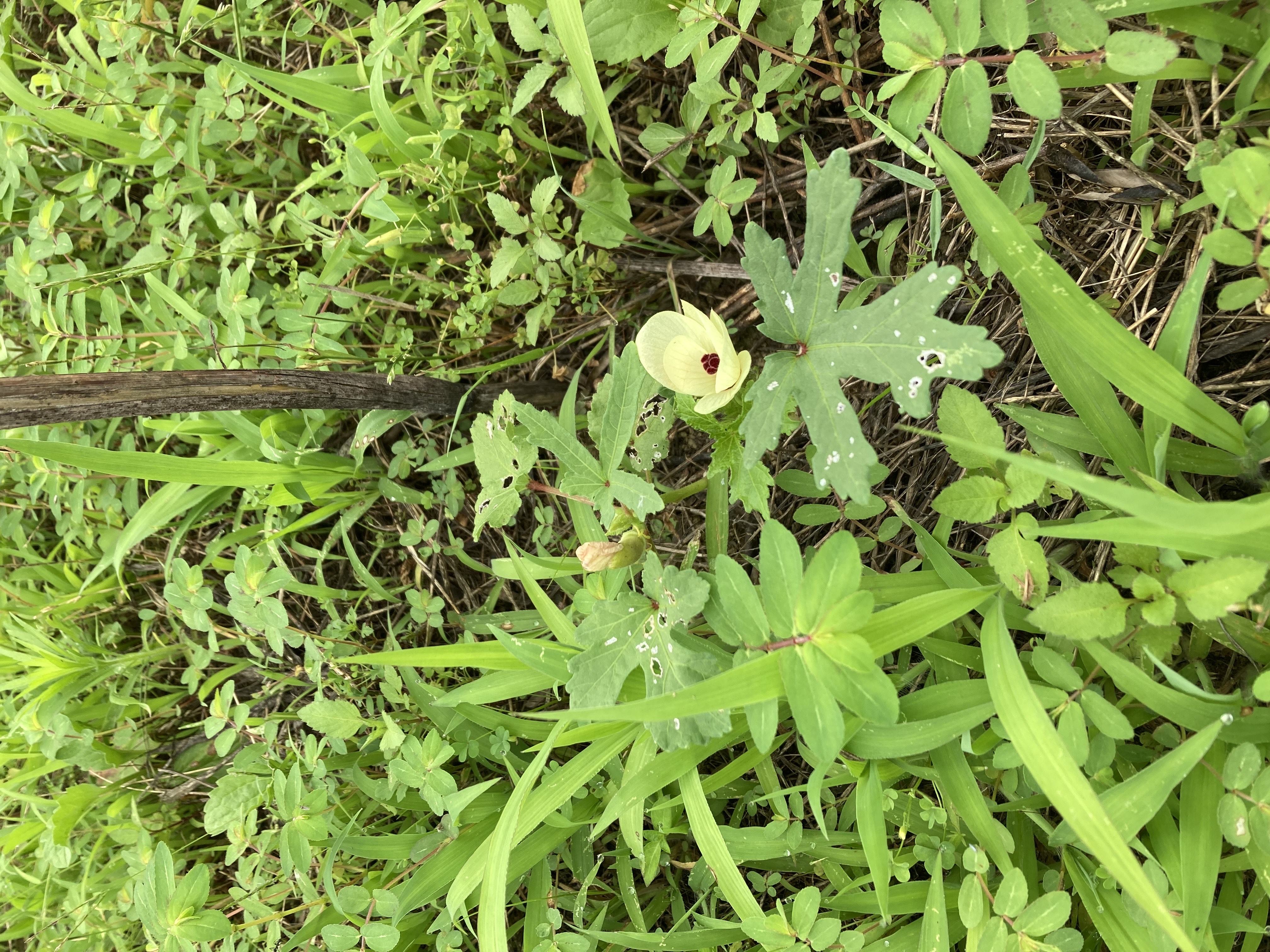 雑草の中で頑張るオクラ